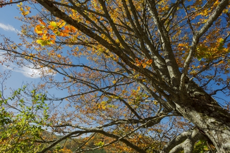  Beech Forest during Autumn の写真素材
