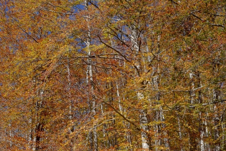  Beech Forest during Autumn の写真素材