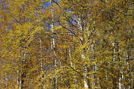  Beech Forest during Autumn の写真素材