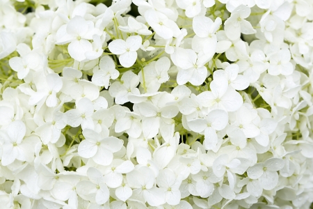 Large white hydrangea の写真素材