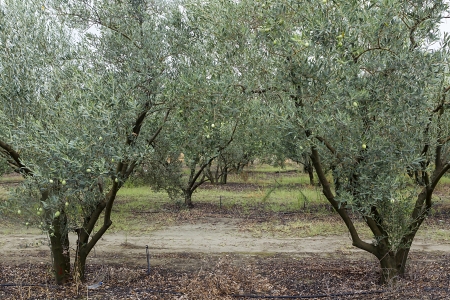  Olive Trees の写真素材