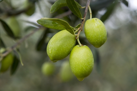  Olive Treesの写真素材