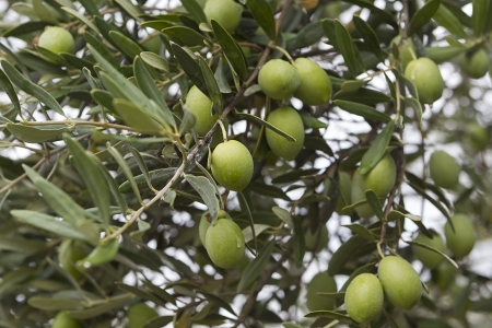 Olive Treesの写真素材