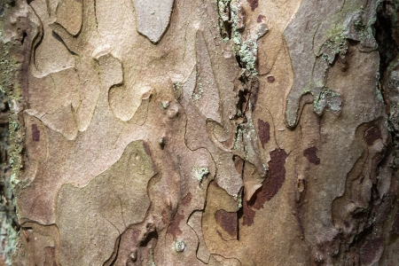 green n tree bark texture の写真素材
