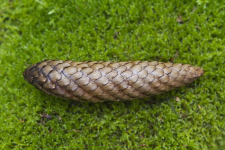 pine cone in grass in summer の写真素材