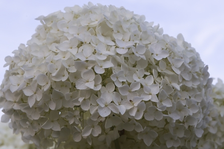 Large white hydrangea の写真素材