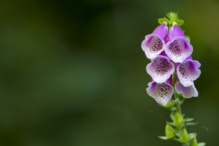 foxglove flower isolated on green background の写真素材