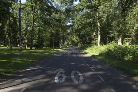 Country road running through tree alley. の写真素材