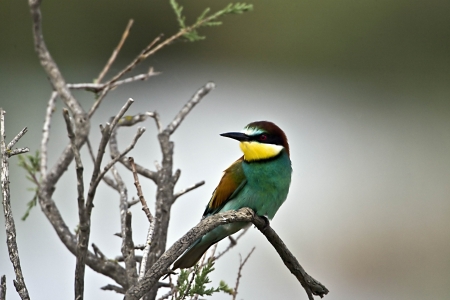  European bee-eater ( Merops apiaster) on May 24, 2010 Axios Delta River, Greece の写真素材