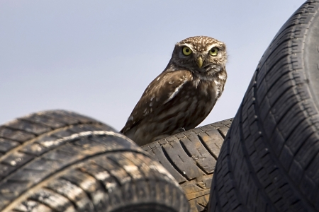  An Little Owl (Athene noctua) sitting on a tire on May 24, 2010 Axios Delta River, Greece の写真素材