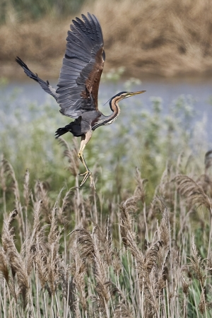  A Purple heron (Ardea purpurea) is a wading bird in the heron family Ardeidae, in flight near reeds on May 24, 2010 Axios Delta River, Greece の写真素材