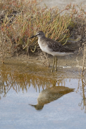  The Marsh Sandpiper, Tringa stagnatilis, is a small wader, on May 24, 2010 Axios Delta River, Greece の写真素材