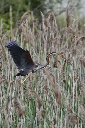  A Purple heron (Ardea purpurea) is a wading bird in the heron family Ardeidae, in flight near reeds on May 24, 2010 Axios Delta River, Greece の写真素材