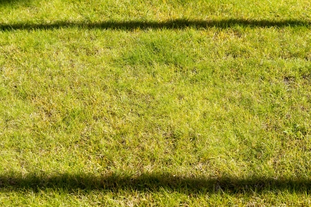 tree field shadowの写真素材