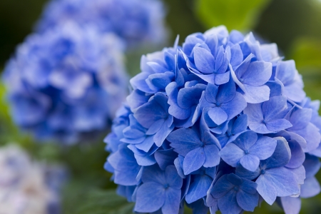 blue hydrangeaの写真素材