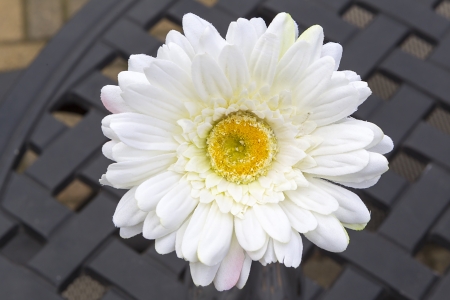 beautiful daisyの写真素材