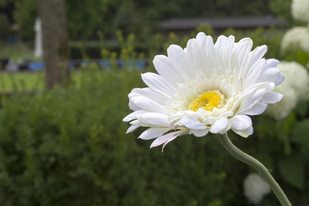 beautiful daisyの写真素材