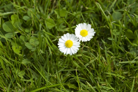 wild daisiesの写真素材