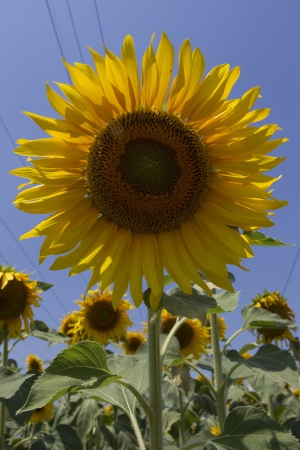  a field of biofuels sunflowers の写真素材