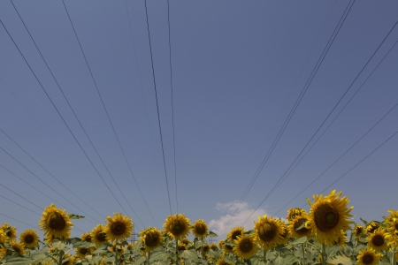 a field of biofuels sunflowers with background power pillars の写真素材