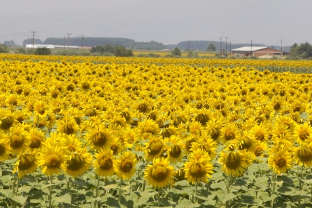  a field of biofuels sunflowers の写真素材