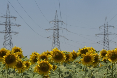  a field of biofuels sunflowers with background power pillars の写真素材