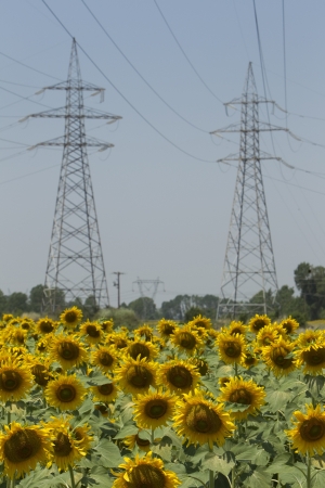  a field of biofuels sunflowers with background power pillars の写真素材