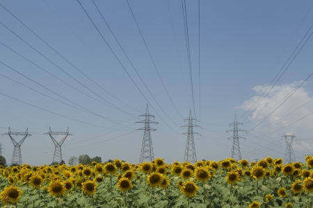  a field of biofuels sunflowers with background power pillars の写真素材