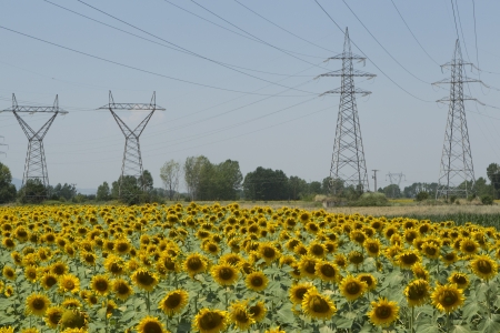  a field of biofuels sunflowers with background power pillars の写真素材