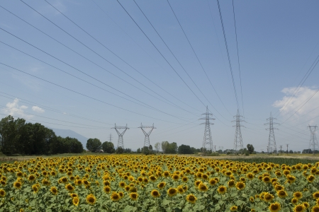  a field of biofuels sunflowers with background power pillars の写真素材