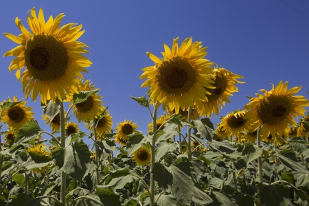  a field of biofuels sunflowers の写真素材