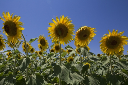  a field of biofuels sunflowers の写真素材