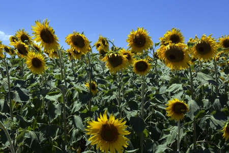  a field of biofuels sunflowers の写真素材