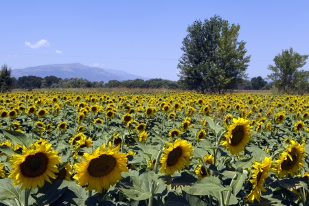  a field of biofuels sunflowersの写真素材