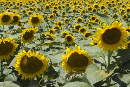  a field of biofuels sunflowers の写真素材