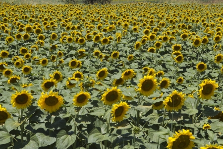  a field of biofuels sunflowers の写真素材