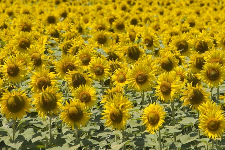  a field of biofuels sunflowers の写真素材