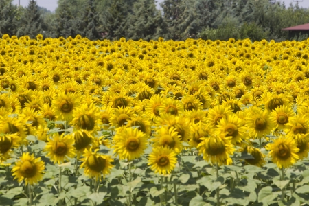  a field of biofuels sunflowers の写真素材