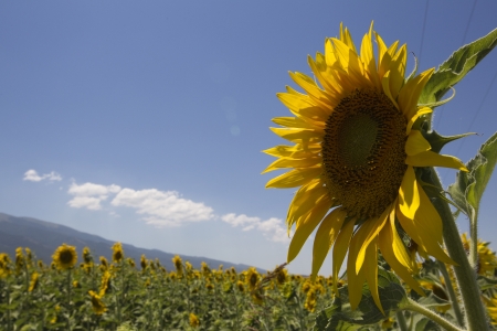  a field of biofuels sunflowers の写真素材