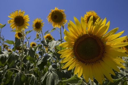  a field of biofuels sunflowers の写真素材