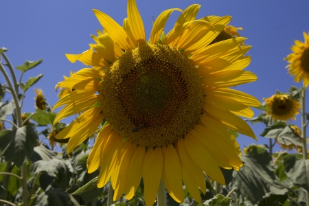  a field of biofuels sunflowers の写真素材