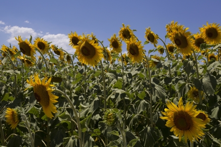  a field of biofuels sunflowers の写真素材