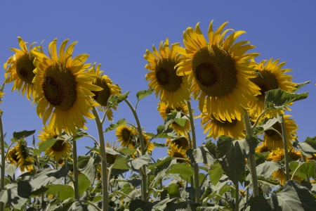  a field of biofuels sunflowers の写真素材
