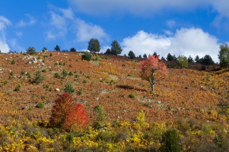 XANTHI,GREECE - OCTOBER,21:A colorful mountain scene with a few trees on an autumn morning on October 21, 2012 in Xanthi, Greece.のeditorial素材