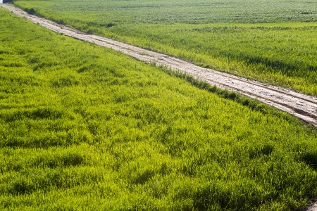 Green wheat is growing on a fieldの写真素材
