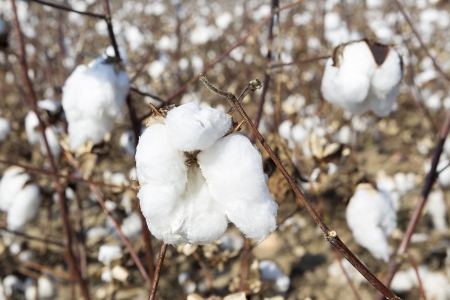 Cotton fields white with ripe cotton ready for harvestingの写真素材