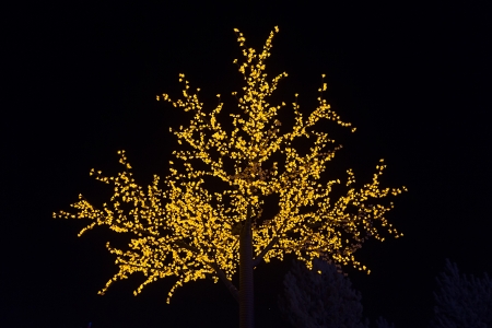 trees from nightlights