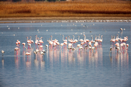 Flamingo (Phoenicopterus roseus) in a lakeの写真素材