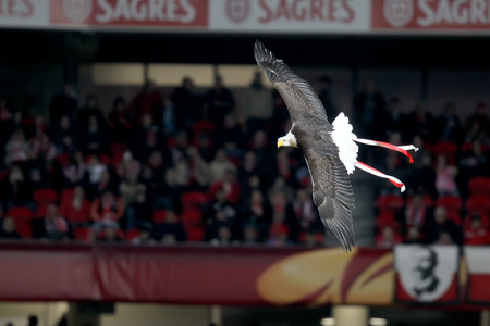 LISBON, PORTUGAL FEB - 27, 2014 : Vitoria the eagle flies around the Estadio da Luz and lands on top...