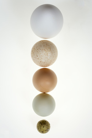 A goose egg, duck egg, hen egg, turkey egg and a quail egg. Still Life photographyの写真素材